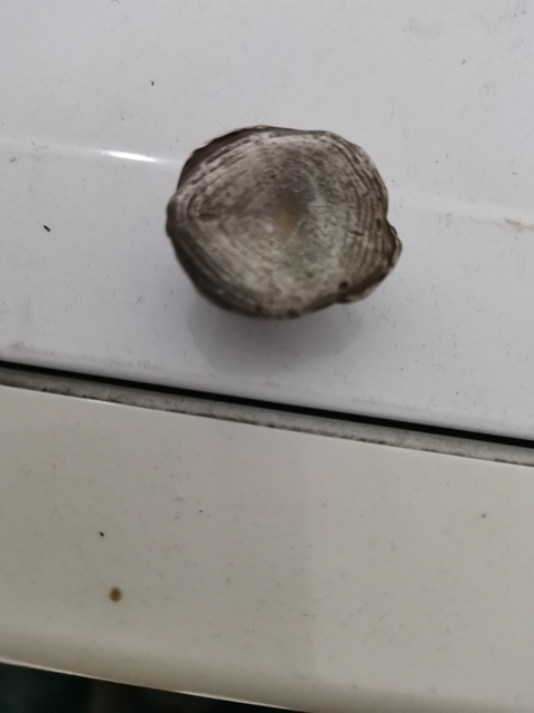 古玩雜項銀錠真品鑒賞圖