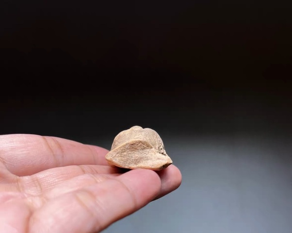 古玩陶瓷宋代·摩呵樂 真品鑒賞圖