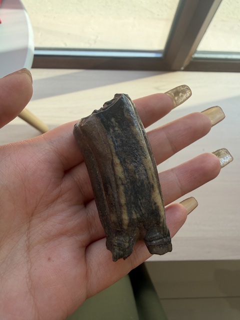 古玩雜項(xiàng)化石真品鑒賞圖