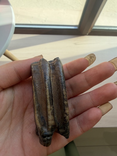 古玩雜項(xiàng)化石真品鑒賞圖