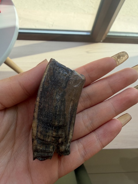 古玩雜項(xiàng)化石真品鑒賞圖