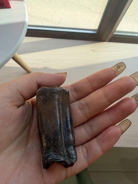 古玩雜項(xiàng)化石真品鑒賞圖