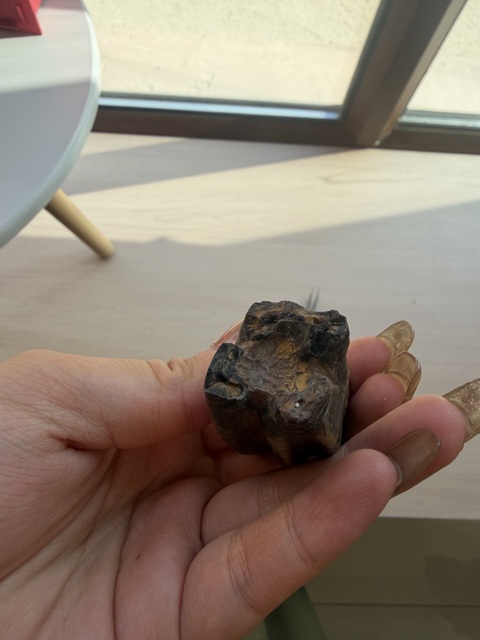 古玩雜項(xiàng)化石真品鑒賞圖