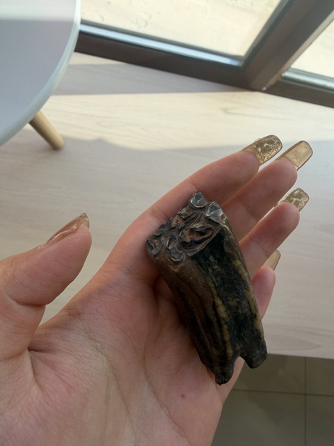 古玩雜項(xiàng)化石真品鑒賞圖