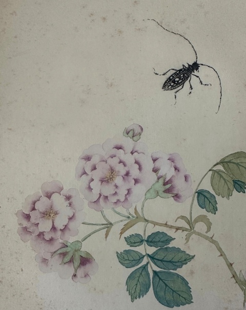 古玩字畫民國至創匯仿慈禧太后御筆花卉草蟲真品鑒賞圖