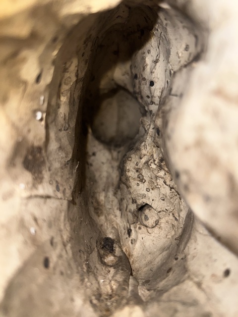 古玩陶瓷白釉壽星人物塑像真品鑒賞圖