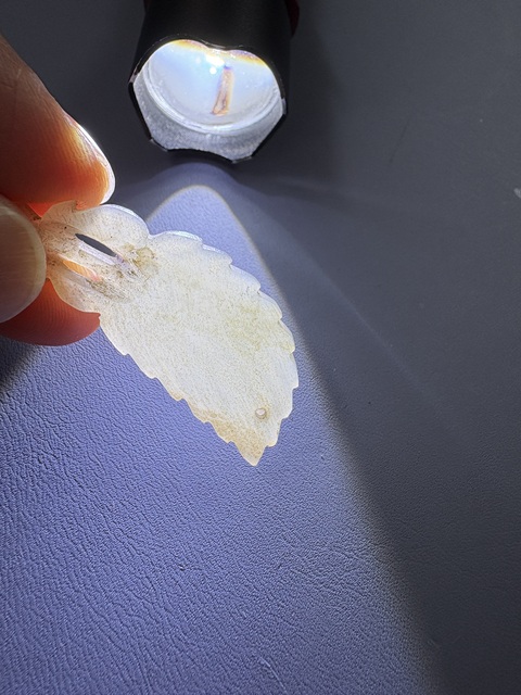 古玩玉器樹葉佩真品鑒賞圖