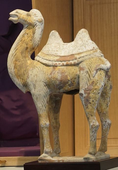 古玩陶瓷疑似拼接或者修復較嚴重唐代陶駱駝真品鑒賞圖