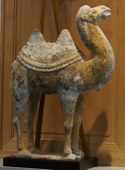 古玩陶瓷疑似拼接或者修復較嚴重唐代陶駱駝真品鑒賞圖