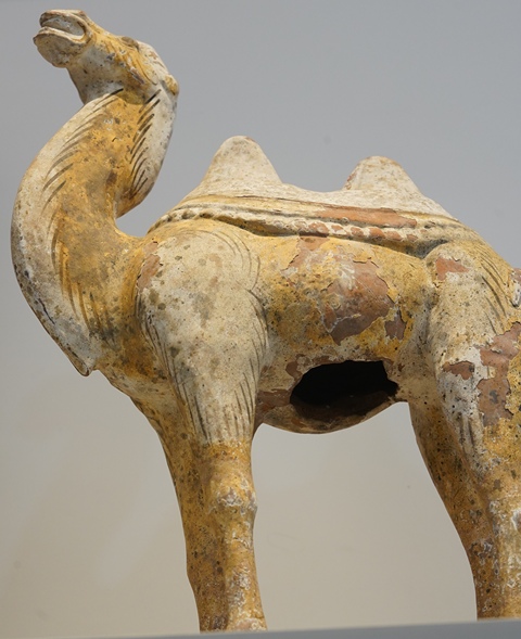 古玩陶瓷疑似拼接或者修復較嚴重唐代陶駱駝真品鑒賞圖