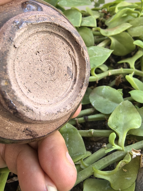 古玩陶瓷茶葉末釉雞心罐真品鑒賞圖