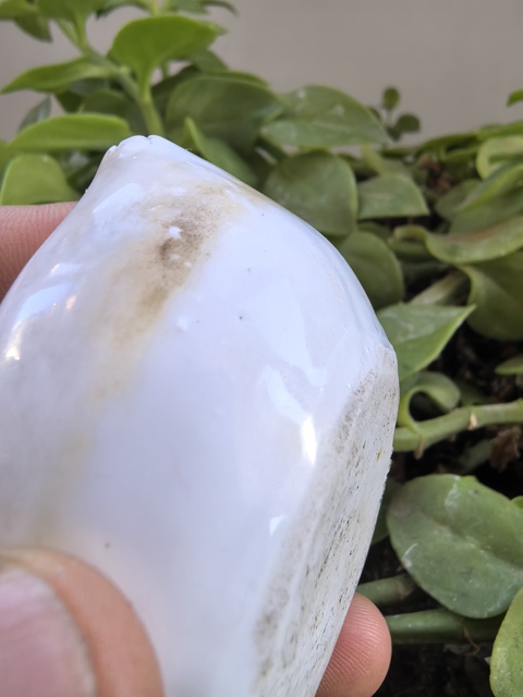 古玩陶瓷白釉壽桃形水滴真品鑒賞圖