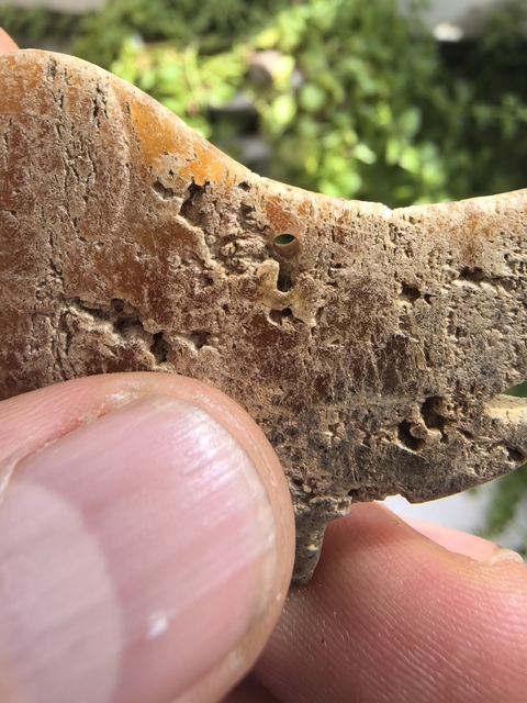 古玩玉器仿文化期玉鸮真品鑒賞圖