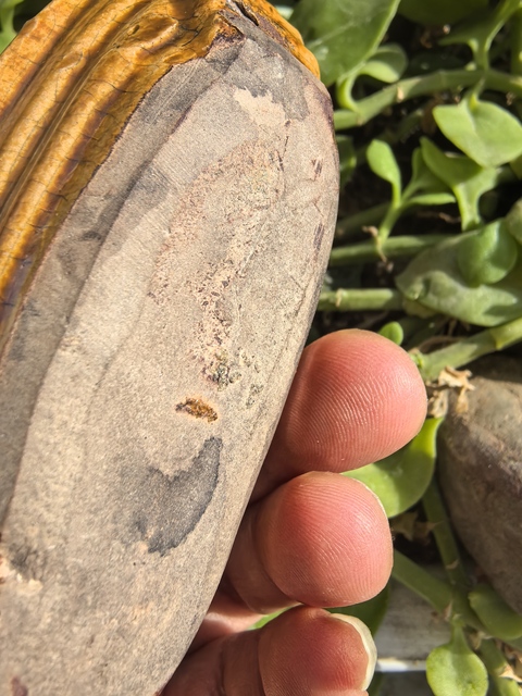 古玩陶瓷黃釉船擺件真品鑒賞圖