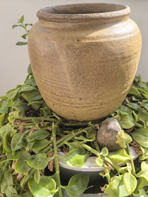 古玩陶瓷清代茶葉末釉罐真品鑒賞圖