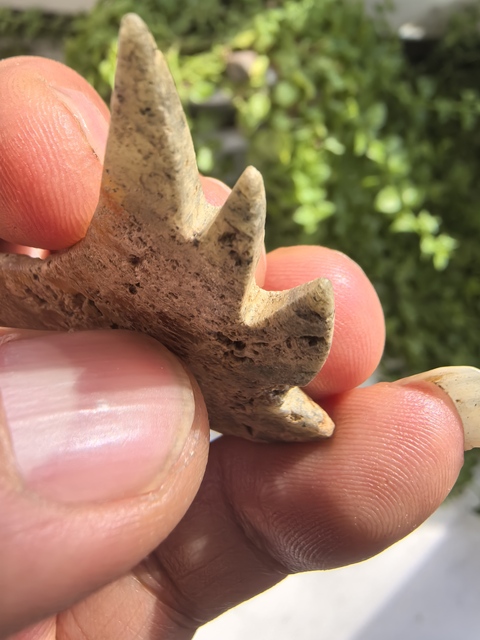 古玩玉器仿文化期玉鸮真品鑒賞圖