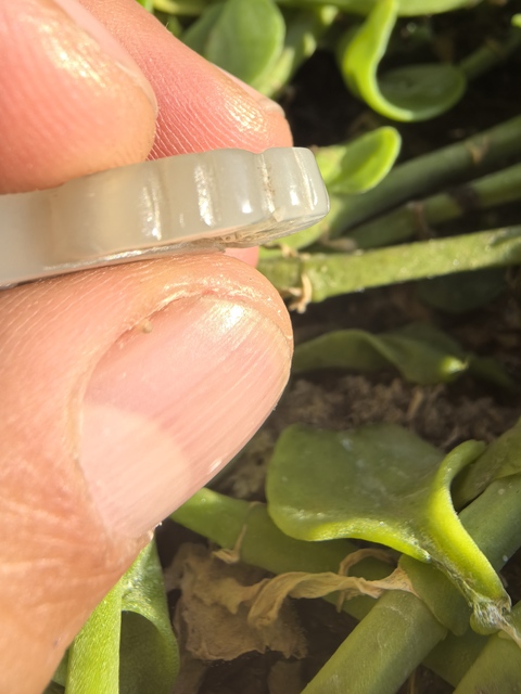 古玩玉器仿古玉鹿鏤空佩真品鑒賞圖