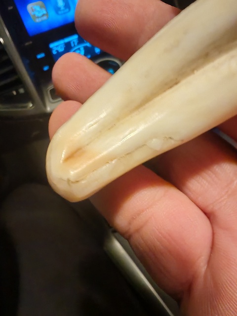 古玩雜項牙吊墜真品鑒賞圖