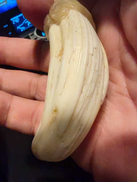 古玩雜項牙吊墜真品鑒賞圖