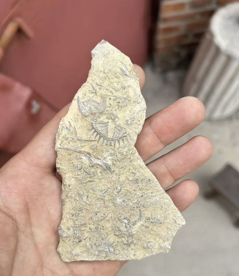 古玩雜項(xiàng)三葉蟲(chóng)化石真品鑒賞圖