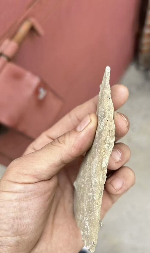 古玩雜項(xiàng)三葉蟲(chóng)化石真品鑒賞圖