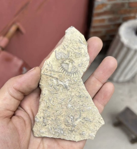 古玩雜項(xiàng)三葉蟲(chóng)化石真品鑒賞圖