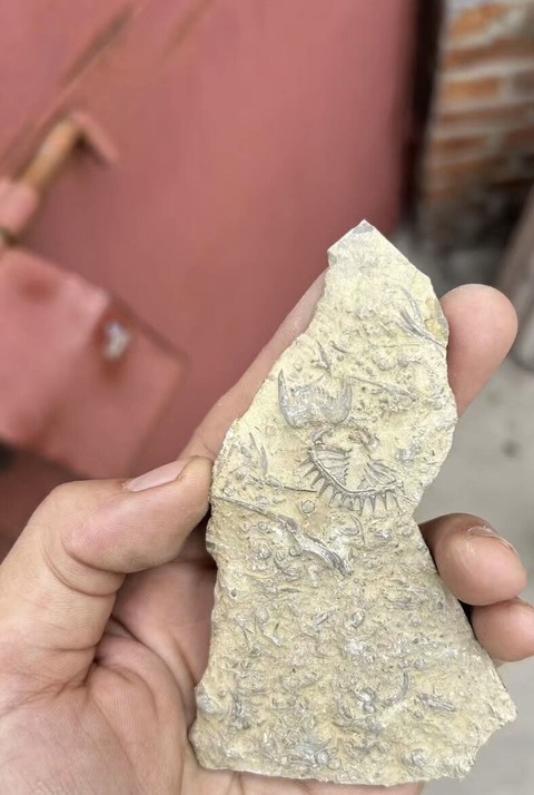 古玩雜項(xiàng)三葉蟲(chóng)化石真品鑒賞圖