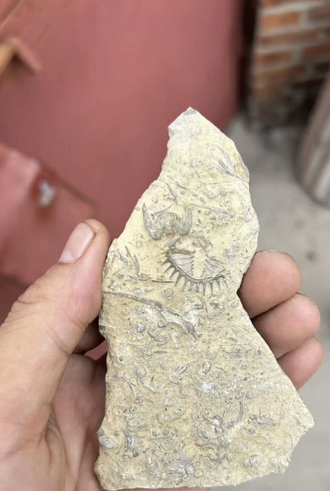 古玩雜項(xiàng)三葉蟲(chóng)化石真品鑒賞圖