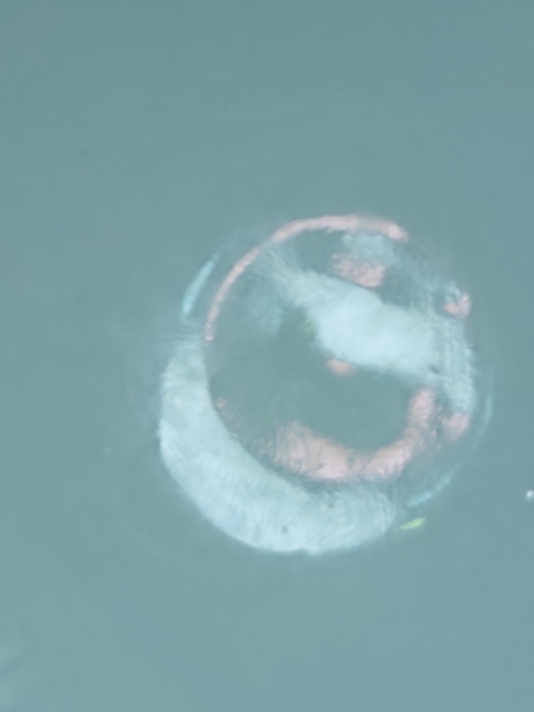 古玩陶瓷粉彩蓋盅真品鑒賞圖