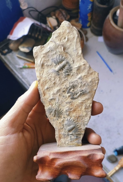 古玩雜項寒武紀·三葉蟲·化·石真品鑒賞圖