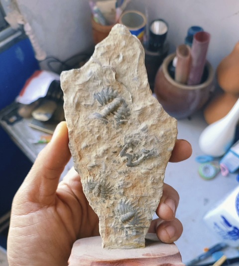 古玩雜項寒武紀·三葉蟲·化·石真品鑒賞圖