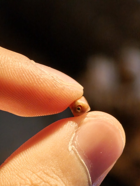 古玩玉器石質切面珠真品鑒賞圖