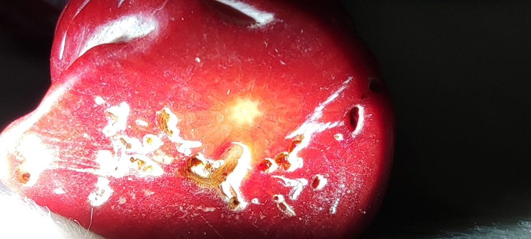 古玩字畫山珊瑚人物雕件真品鑒賞圖