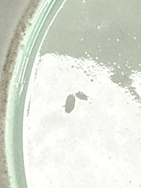 古玩陶瓷日本明治青花礬紅花卉紋盤真品鑒賞圖