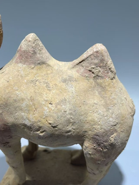 古玩陶瓷唐·駱駝真品鑒賞圖