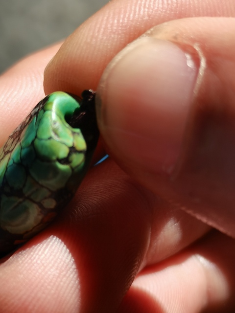 古玩玉器老綠松石扁珠真品鑒賞圖