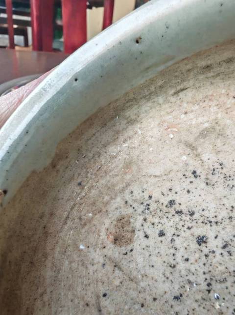 古玩陶瓷青釉爐真品鑒賞圖