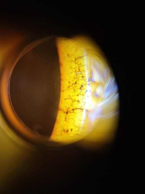 古玩字畫骨質陽雕班指真品鑒賞圖