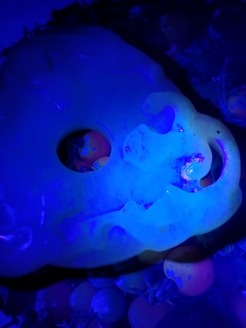 古玩玉器和田玉雕“螭龍紋璧”真品鑒賞圖