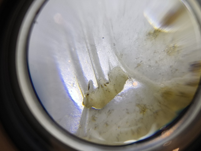 古玩玉器玉鳥真品鑒賞圖