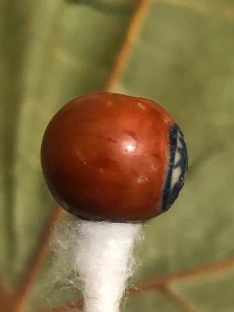 古玩陶瓷磁珠真品鑒賞圖