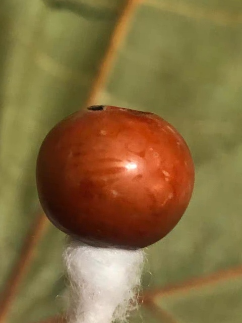 古玩陶瓷磁珠真品鑒賞圖