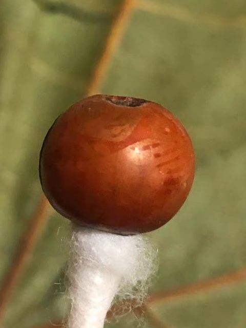 古玩陶瓷磁珠真品鑒賞圖