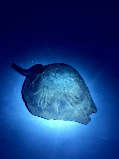 古玩陶瓷松石綠釉秋操杯真品鑒賞圖