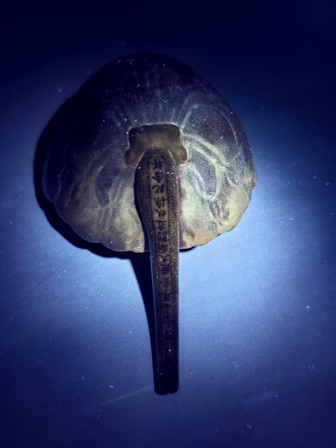 古玩陶瓷松石綠釉秋操杯真品鑒賞圖