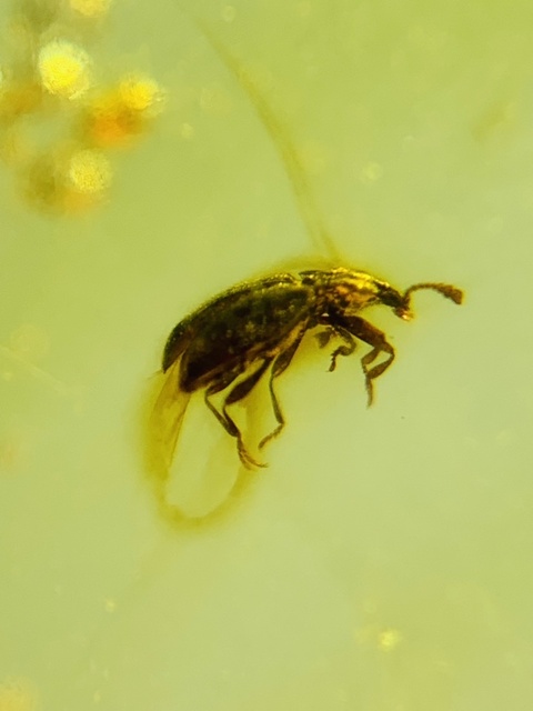 古玩雜項琥珀真品鑒賞圖