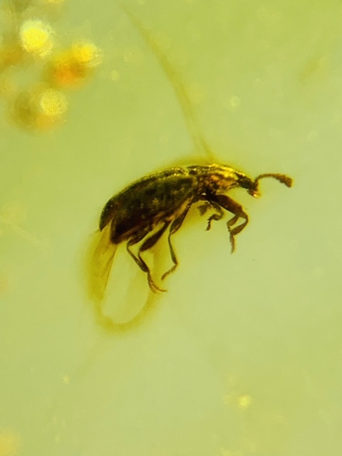 古玩雜項琥珀真品鑒賞圖