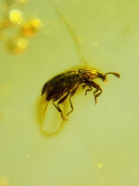 古玩雜項琥珀真品鑒賞圖