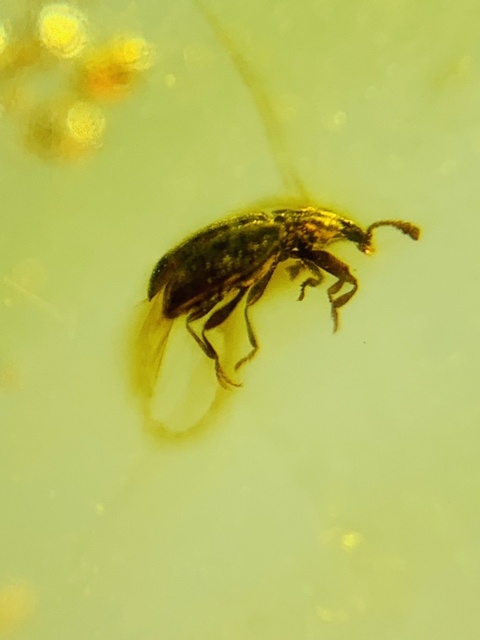 古玩雜項琥珀真品鑒賞圖