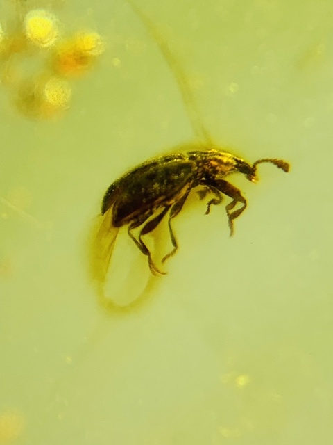 古玩雜項琥珀真品鑒賞圖